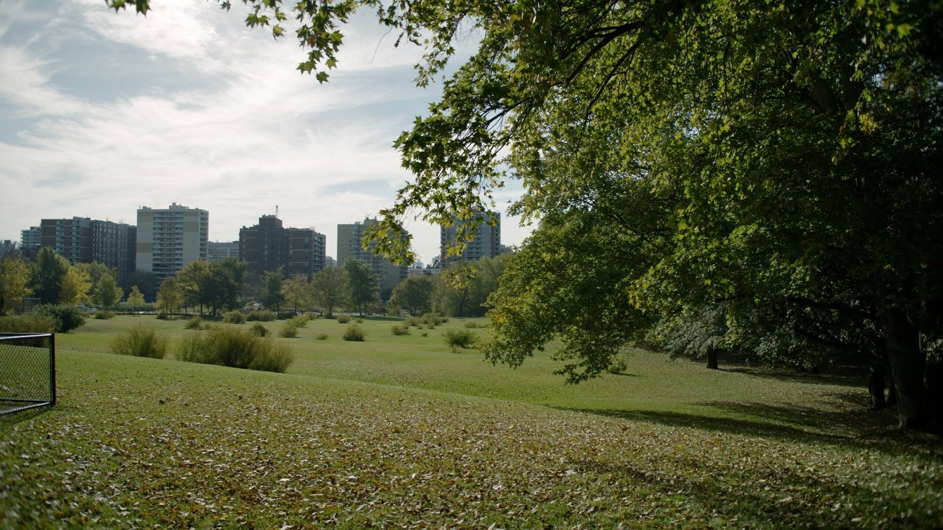 Mature trees and open lawn in a large downtown Toronto park with condo towers beyond (illustrative)